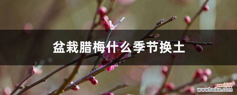 盆栽腊梅什么季节换土