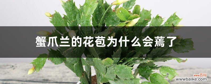 蟹爪兰的花苞为什么会蔫了