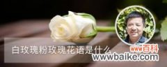 白玫瑰和粉玫瑰的花语分别是什么