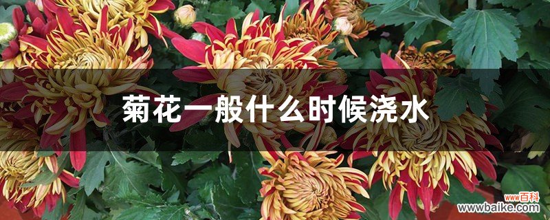 菊花一般什么时候浇水