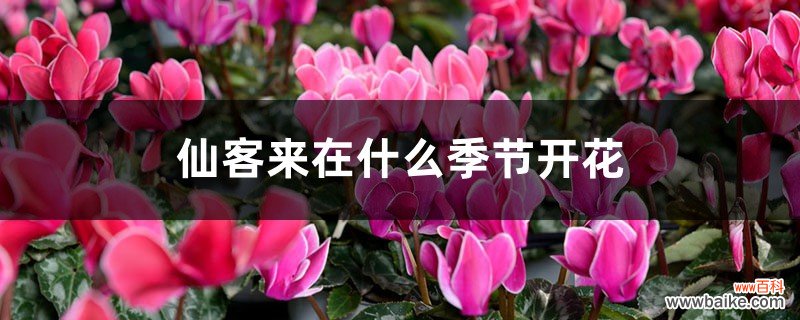 仙客来在什么季节开花