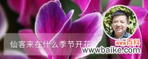 仙客来在什么季节开花