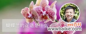 蝴蝶兰的花语是什么