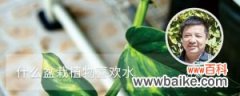 什么盆栽植物喜欢水