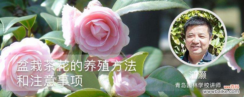 盆栽茶花的养殖方法和注意事项