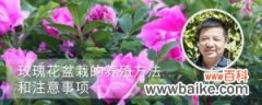 玫瑰花盆栽的养殖方法和注意事项