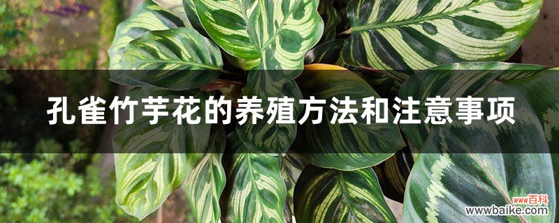 孔雀竹芋花的养殖方法和注意事项