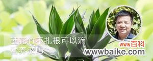 莲花竹不扎根可以滴营养液吗，能放铁钉吗