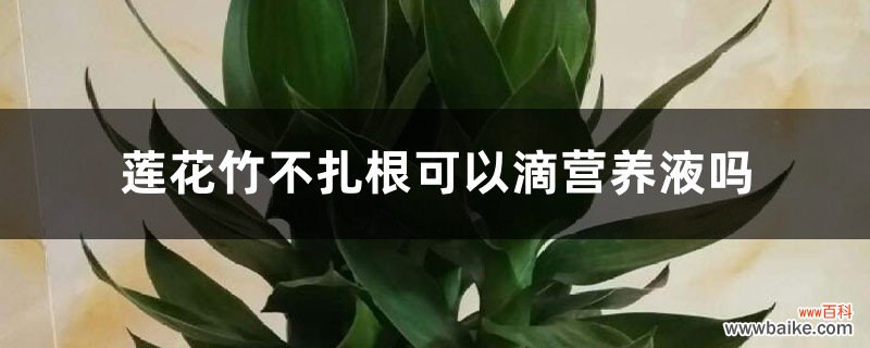 莲花竹不扎根可以滴营养液吗，能放铁钉吗