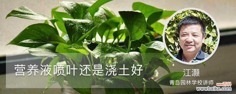 附常见植物的使用方法 营养液喷叶还是浇土好