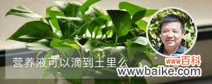 营养液可以滴到土里么，植物营养液几天喷一次