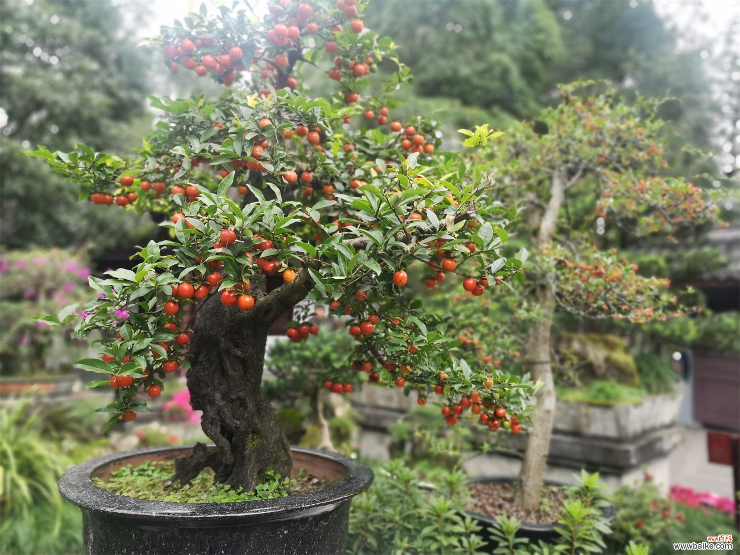 这种“盆栽”养成老桩可比玉树更值钱，枝叶绿，挂满小金果！