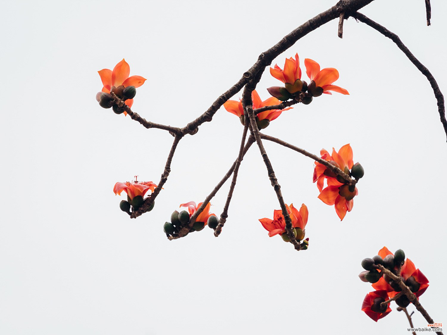 木棉花花语、寓意，适合送给什么人