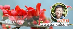 木棉花花语、寓意，适合送给什么人