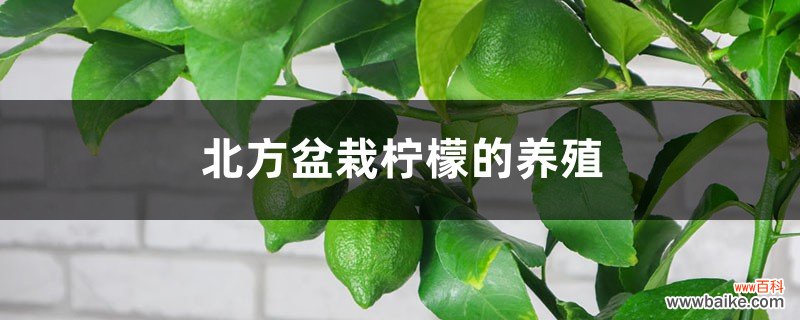 北方盆栽柠檬的养殖方法和注意事项