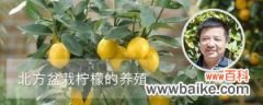 北方盆栽柠檬的养殖方法和注意事项