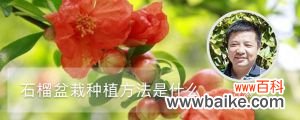 石榴盆栽种植方法是什么，石榴籽可以种小盆栽吗