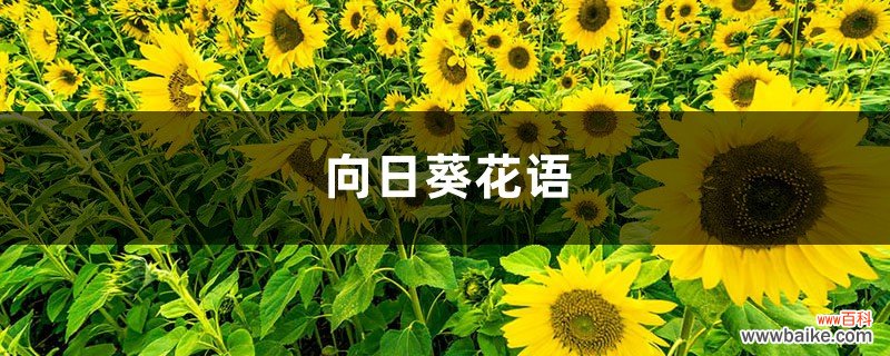 向日葵花语，适合送给什么人