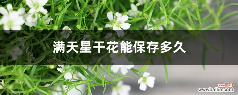 满天星干花能保存多久，买回来要水养吗