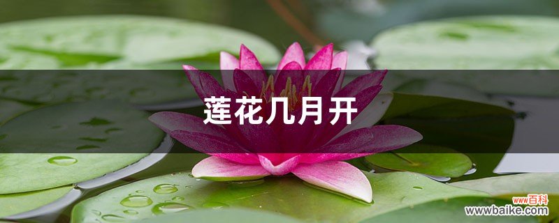 莲花几月开，怎么养