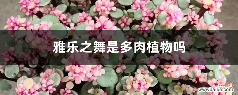 雅乐之舞是多肉植物吗，花语是什么