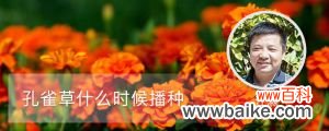 孔雀草什么时候播种，种植距离是多少