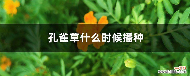 孔雀草什么时候播种，种植距离是多少