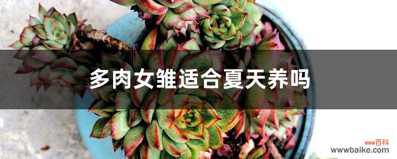 多肉女雏适合夏天养吗