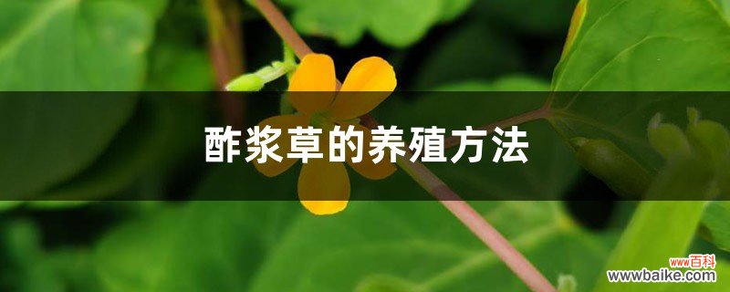 酢浆草的养殖方法和注意事项大全