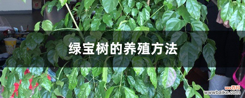 绿宝树的养殖方法和注意事项大全