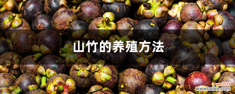 山竹的养殖方法和注意事项大全