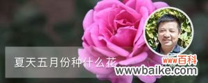 夏天五月份种什么花