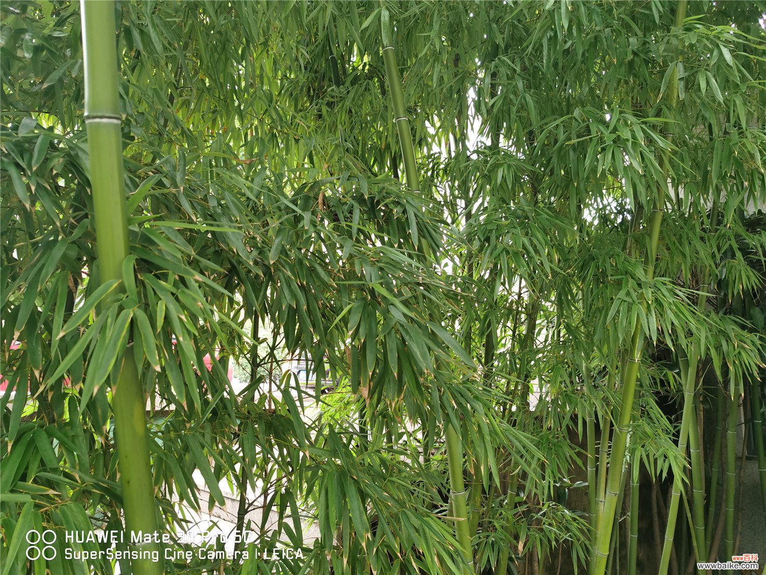 这3种“竹子”最适合在家养，棵棵枝条翠绿，叶子茂密，旺运！