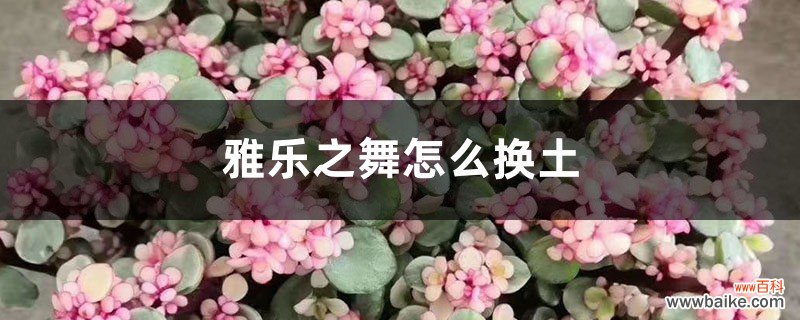 雅乐之舞怎么换土，可以分盆吗