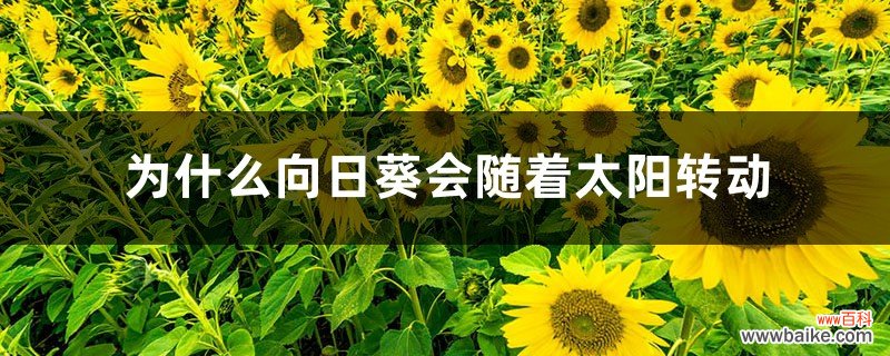 为什么向日葵会随着太阳转动，向着太阳开