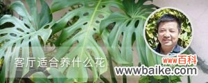 客厅适合养什么花，放什么植物