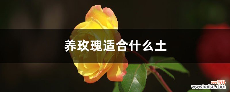 养玫瑰适合什么土，适合室内养吗