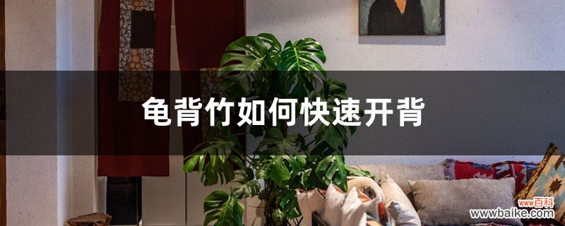 龟背竹如何快速开背，怎么开背