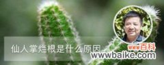 仙人掌烂根是什么原因