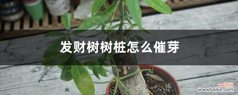 发财树树桩怎么催芽