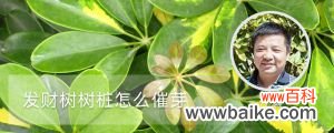 发财树树桩怎么催芽