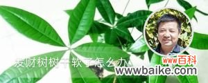 发财树树干软了怎么办，根茎变软怎么办