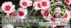 石竹种子春天种植方法