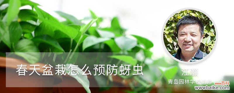 春天盆栽怎么预防蚜虫