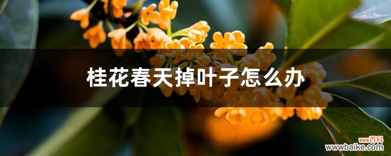 桂花春天掉叶子怎么办