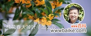 桂花春天掉叶子怎么办