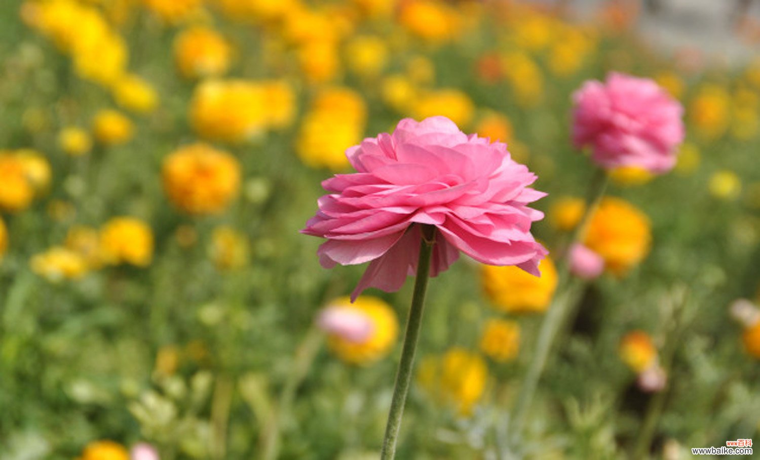 花毛茛春天怎么养