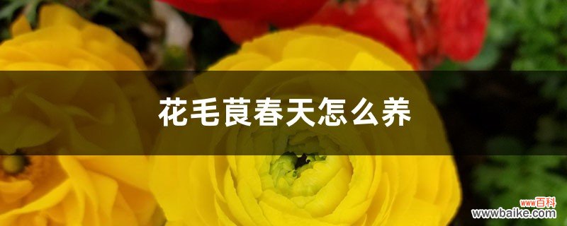 花毛茛春天怎么养