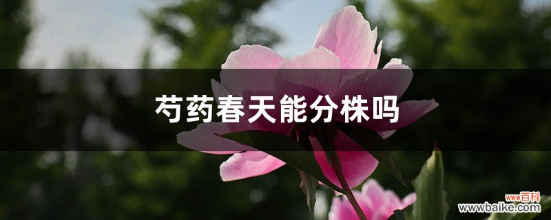 芍药春天能分株吗