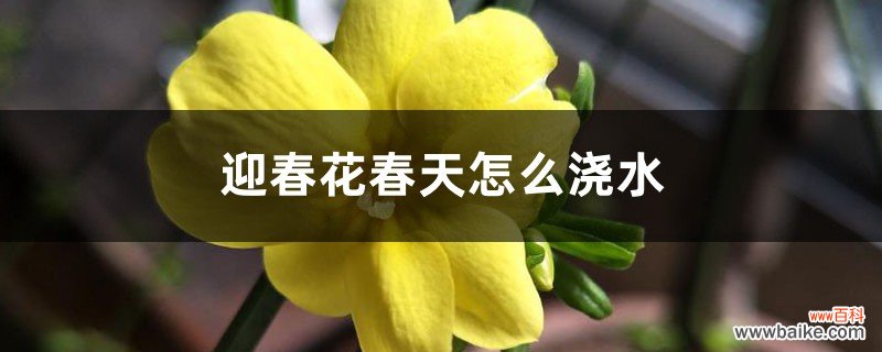 迎春花春天怎么浇水